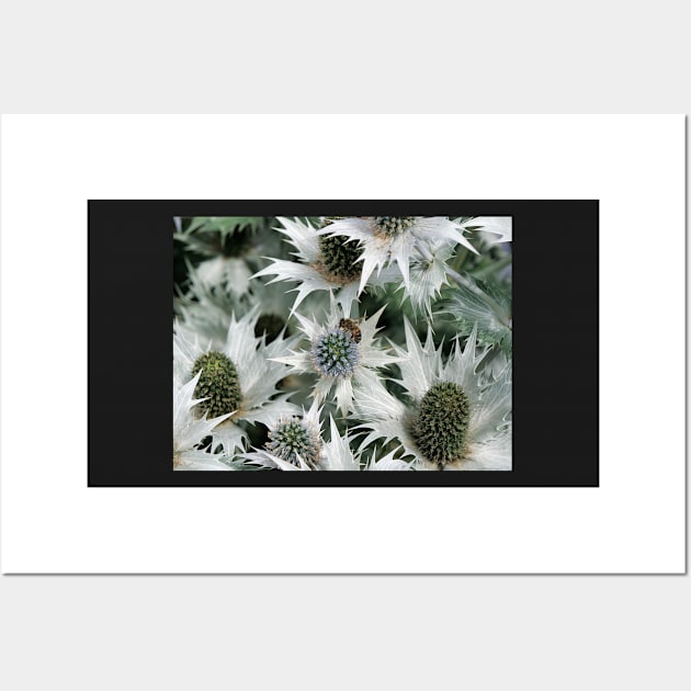 Eryngium giganteum 'Silver Ghost' giant sea holly and a bee Wall Art by fantastic-designs